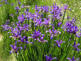 Iris spuria ssp maritima